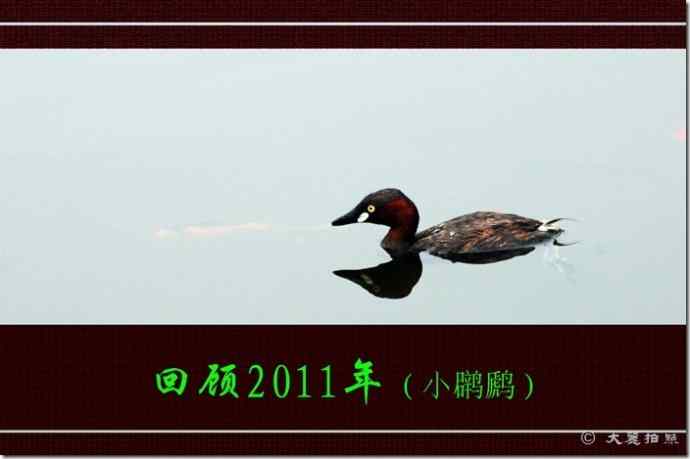北京天坛公园的鸟类——回顾2011年（小）