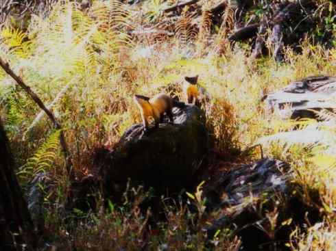 十大喜食蜂蜜动物：黄喉貂