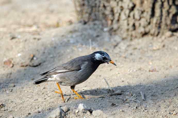 随走随拍（灰椋鸟）