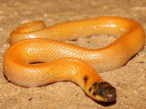 龙：传说的兽原型探秘（水蛇类）