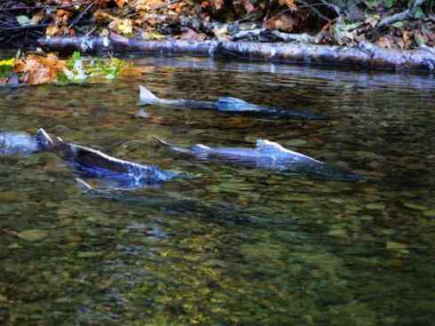 自然奇观:动物大迁徙(大马哈鱼) 自然奇观:动物大迁徙(大马哈鱼)