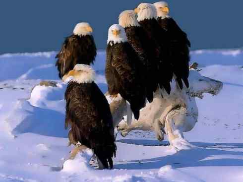 白头鸟系列：另类的美丽（白头海雕）