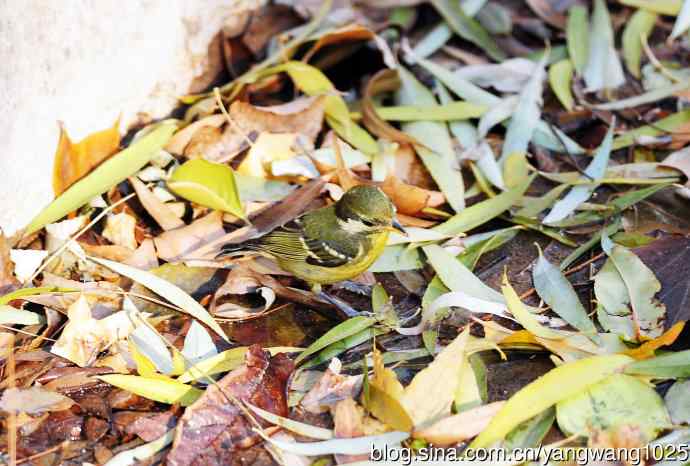 黄腹山雀（5）