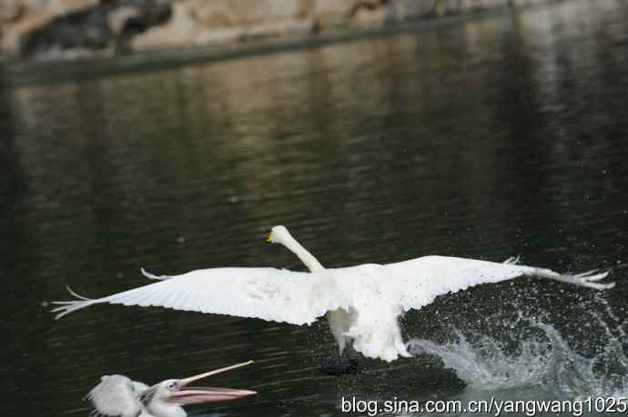 舞（天鹅之舞）