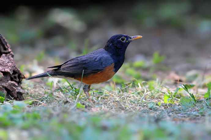 【新鸟】黑胸鸫和乌灰鸫 【新鸟】黑胸鸫和乌灰鸫