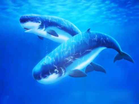 自然奇观：动物大迁徙(齿鲸类)