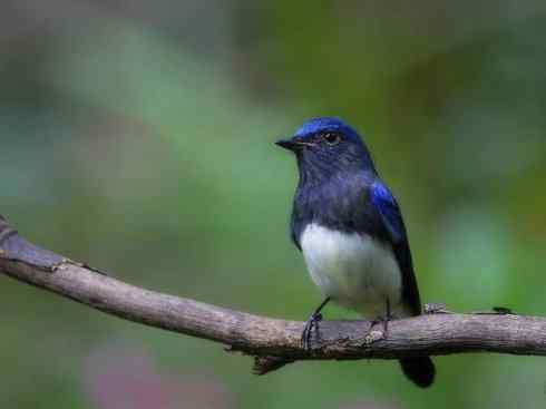 美丽无罪:雀鸟之姬鹟 美丽无罪:雀鸟之姬鹟