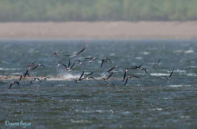 沙河生态版黑翅长脚鹬