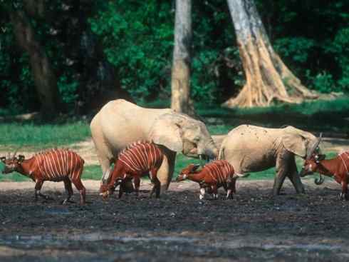 麒麟：传说的兽原型探秘（紫羚）