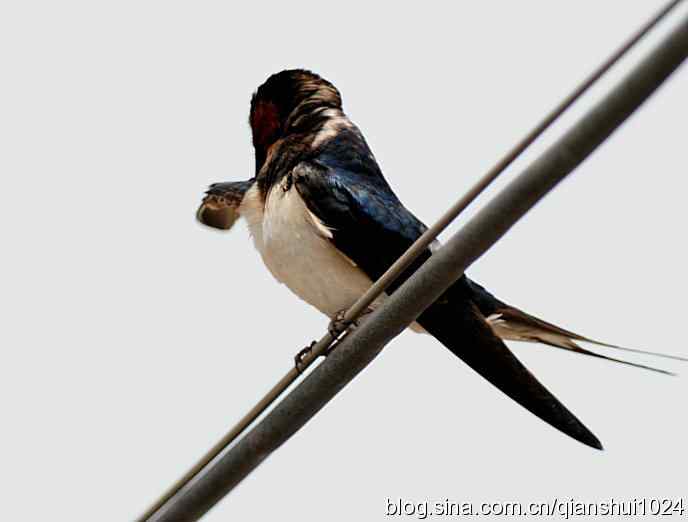 清仓晒鸟儿 清仓晒鸟儿