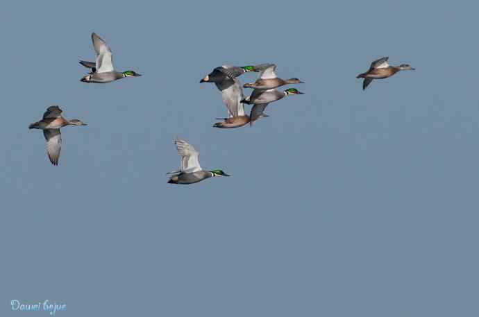 春来西堤好鸭多