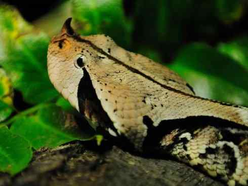 龙：传说的兽原型探秘（蝰蛇类）