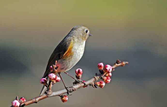 雌性红胁蓝尾鸲（42）