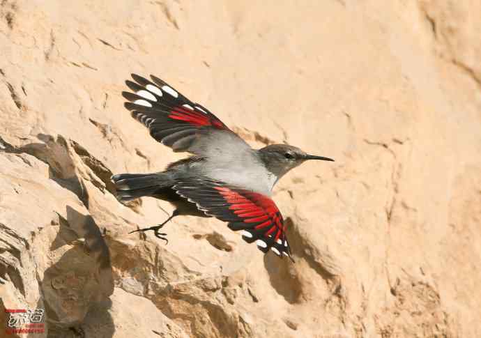 北京十渡拍鸟——红翅旋壁雀