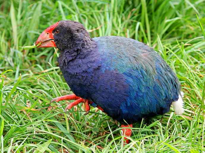 盘点十二大著名食蚁动物：短吻针鼹