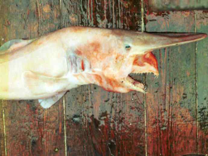 鱼类活化石：魔鬼鲨