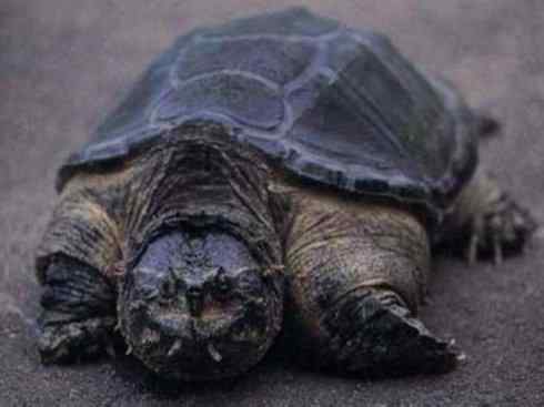 玄武：传说的兽原型探秘（鳄龟）