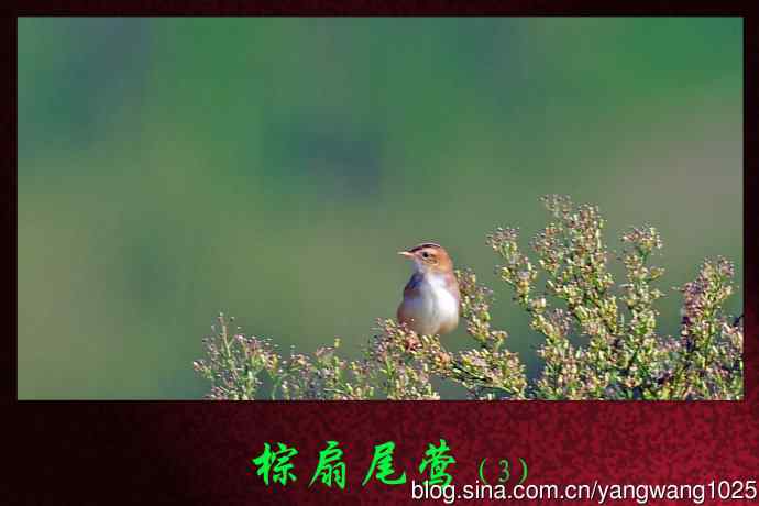 北京南郊的鸟类——棕扇尾莺（3）