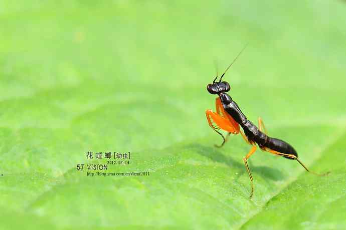 虫虫世界鈥斺敾耄ㄓ壮妫