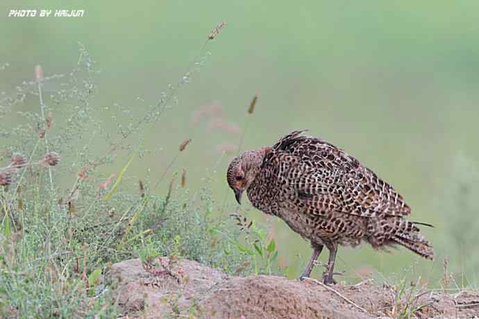 野鸭湖鈥斺敶瞥肪憋