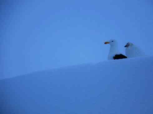 奇特的盔：白鞘嘴鸥