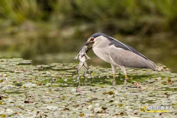 夜鹭的饕餮大餐 夜鹭的饕餮大餐