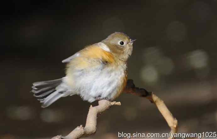 阳光下的红肋蓝尾鸲 wbr wbr1