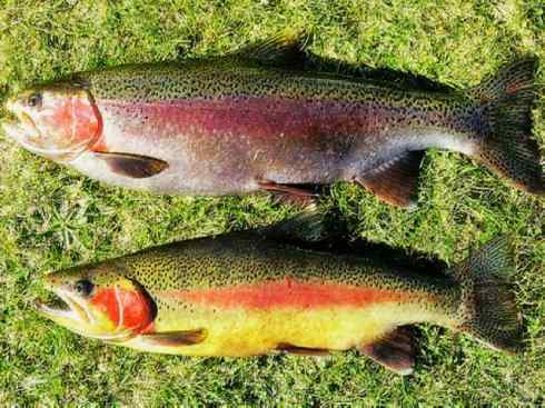 自然奇观:动物大迁徙(大马哈鱼) 自然奇观:动物大迁徙(大马哈鱼)