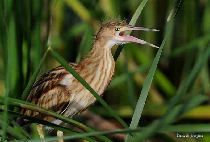 苇丛间的黄小鳽