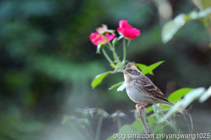 雌性黄喉鹀（4）
