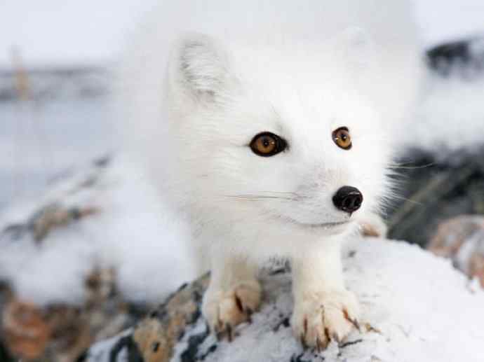犬科：狐亚科之北极狐（雪鸮、雷鸟）
