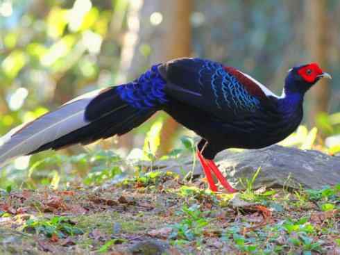 凤凰：传说中的鸟原型探秘（鹇）