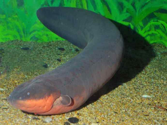 鱼类活化石：裸臀鱼