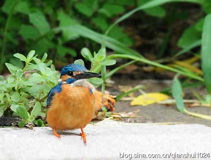 几张新拍的小翠,品像还不错