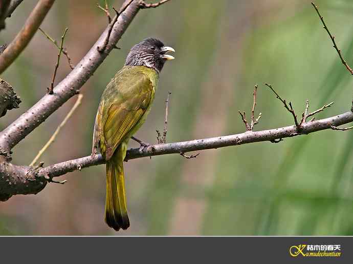 领雀嘴鹎【照片】