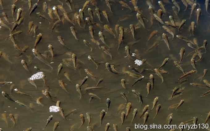 打到一只杓鹬，高兴ing鈥︹Γㄗ橥迹