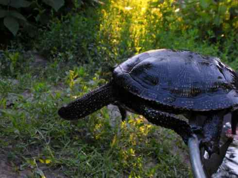 玄武：传说的兽原型探秘（水龟）