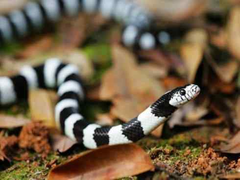 龙：传说的兽原型探秘（游蛇类）