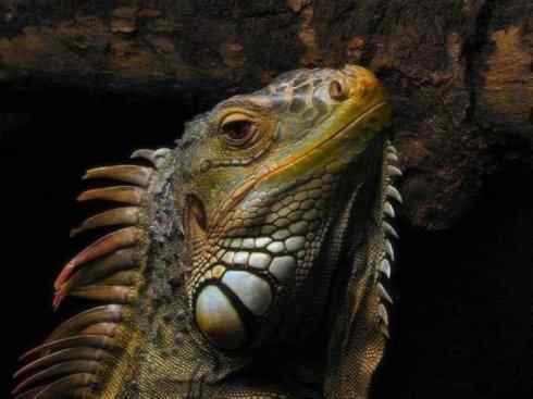 自然奇观：动物大迁徙(绿鬣蜥）