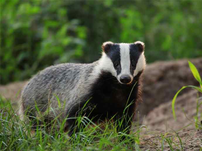 犬科：狐亚科之大耳狐