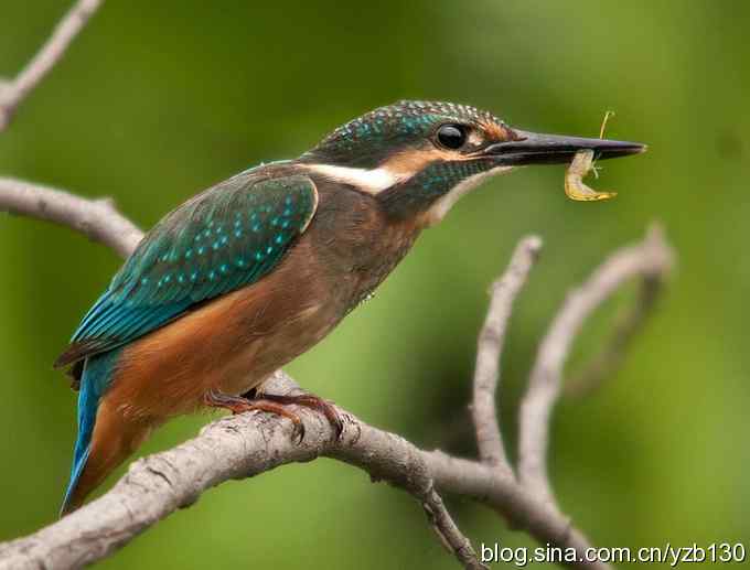 小翠吃虾（组图，16张图片）