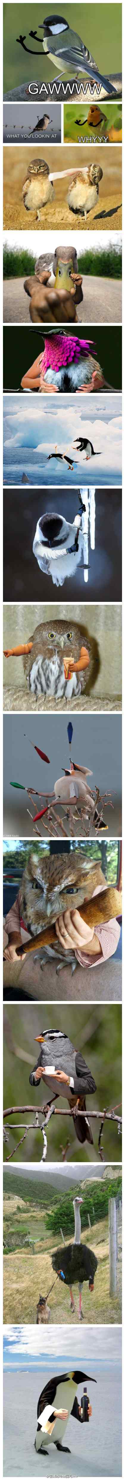 当鸟儿长出“双臂”,颤抖吧人类