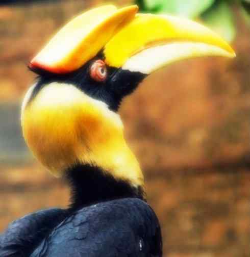 奇特的盔：盔犀鸟