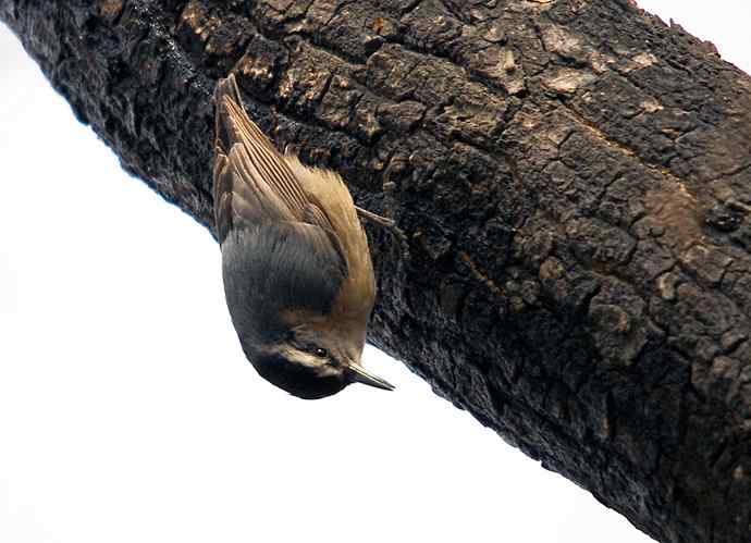 北京植物园赏鸟（五），黑头（组图）