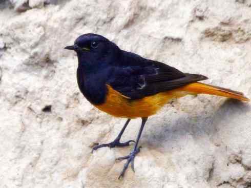 美丽无罪：雀鸟之红尾鸲