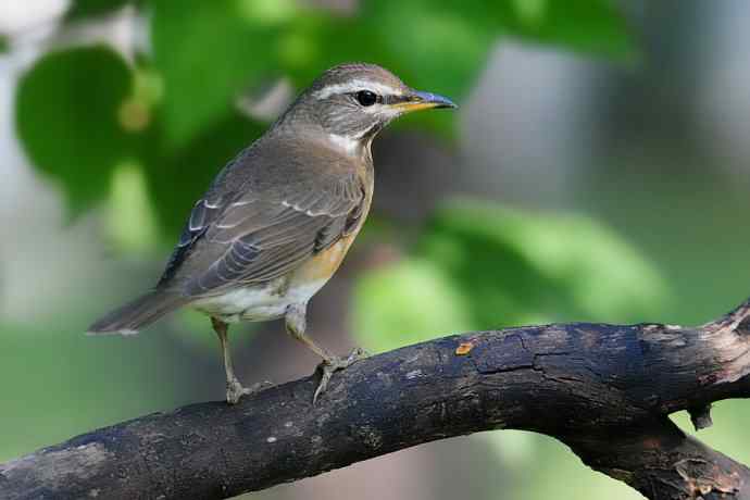 【新鸟】黑胸鸫和乌灰鸫 【新鸟】黑胸鸫和乌灰鸫