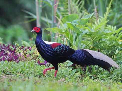 凤凰：传说中的鸟原型探秘（鹇）
