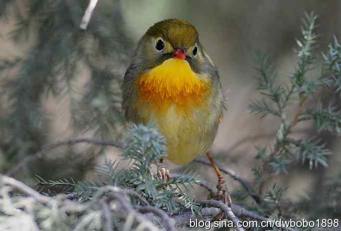 相思趣拍-贺三八国际妇女节