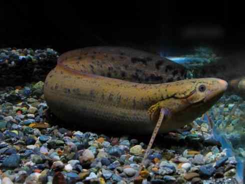 鱼类活化石：非洲肺鱼