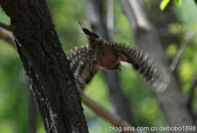 朱雀和北宫的鸟 朱雀和北宫的鸟